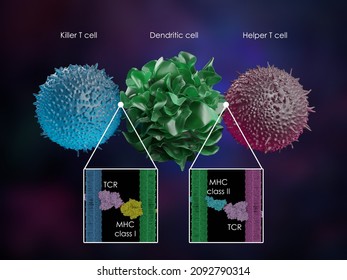 3d Illustration Of A Dendritic Cell Presenting Antigens To A Killer T Cell And A Helper T Cell