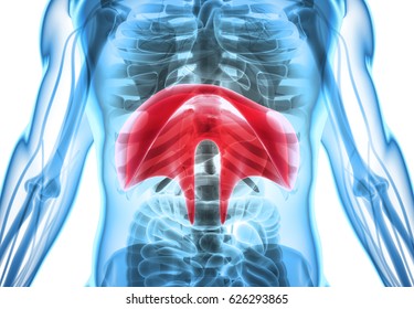 3D illustration of Diaphragm - Part of Human Organic.