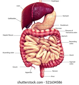 Anatomy Human Digestive System Description Corresponding Stock Vector ...