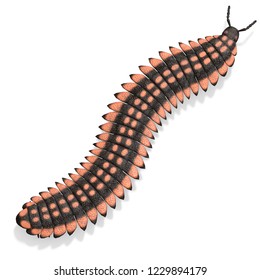 3D Illustration Of A Dinosaur Centipede Arthropleura Over White