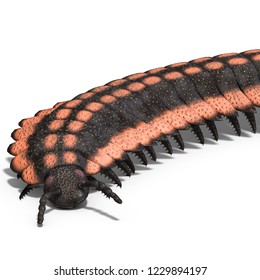 3D Illustration Of A Dinosaur Centipede Arthropleura Over White