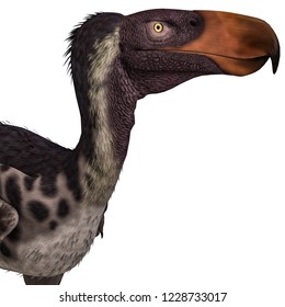 3D Illustration Of A Dinosaur Terror Bird Kelenken Over White