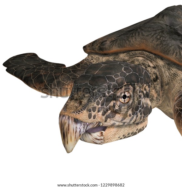 3d Illustration Dinosaur Turtle Archelon Over Stock Illustration