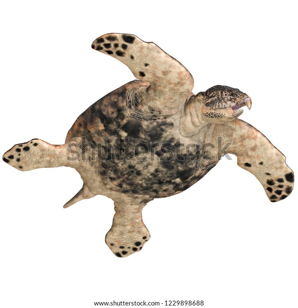 3d Illustration Dinosaur Turtle Archelon Over Stock Illustration