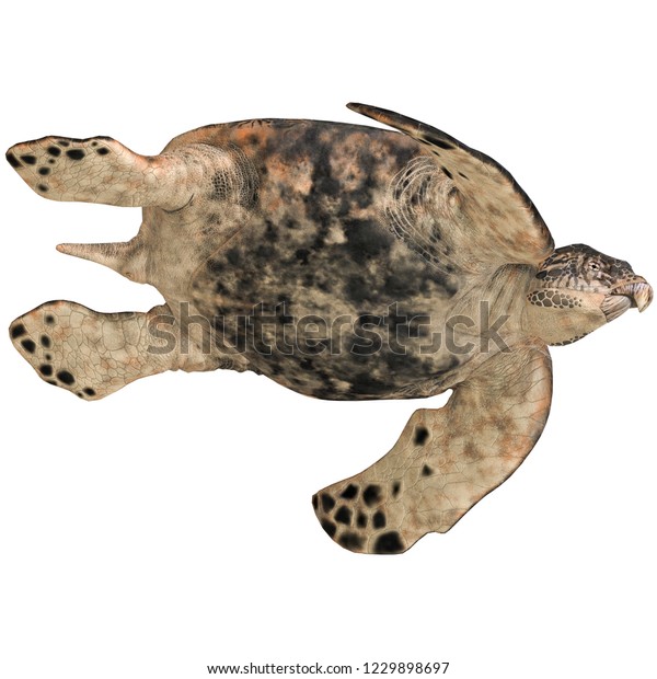 3d Illustration Dinosaur Turtle Archelon Over Stock Illustration