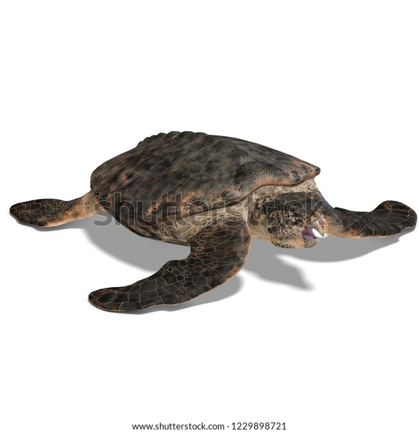 3d Illustration Dinosaur Turtle Archelon Over Stock Illustration