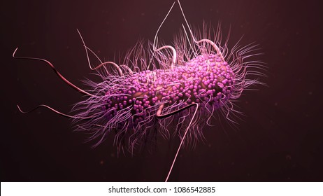 3d Illustration E. Coli Bacteria