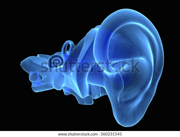 3D illustration of ear anatomy with Eardrum,\
malleus, incus and\
stapeson
