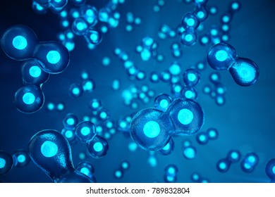 3D Illustration Early Stage Embryo Cell Division. Human Or Animal Cells. Medicine Scientific Concept. Development Of A Living Organism At The Cellular Level
