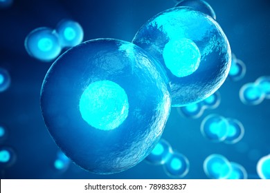 3D Illustration Early Stage Embryo Cell Division. Human Or Animal Cells. Medicine Scientific Concept. Development Of A Living Organism At The Cellular Level
