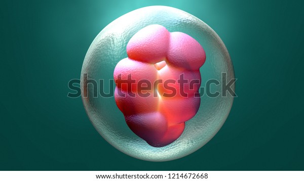 3d illustration Embryo\
early stage