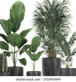 3d illustration exotic plants in a black pot on white background