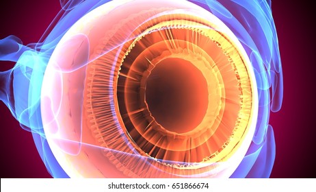 3d illustration of eye anatomy