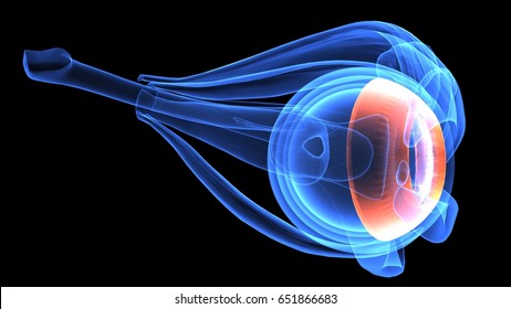 3d illustration of eye anatomy