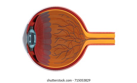 3D illustration of eye anatomy