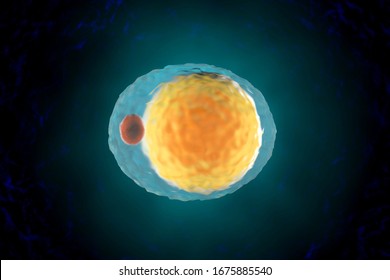 3D illustration of a Fat cell aka Adipocyte.