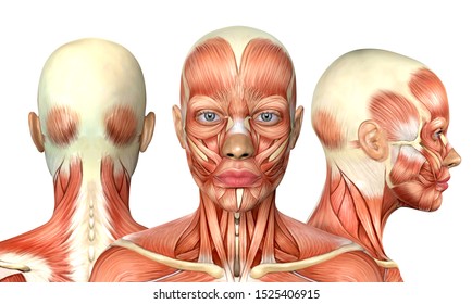 3d illustration of female head muscles anatomy with front back and side view