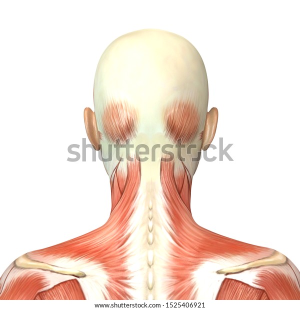 3d Illustration Female Head Muscles Anatomy Stock Illustration 1525406921 3278
