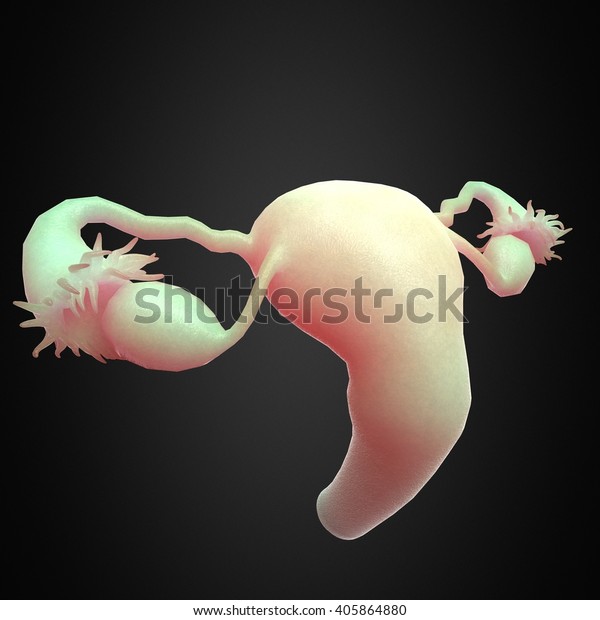 3d Illustration Female Reproduction Organs Stock Illustration 405864880 