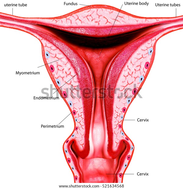 3d Illustration Female Reproduction System Stock Illustration 521634568 7310