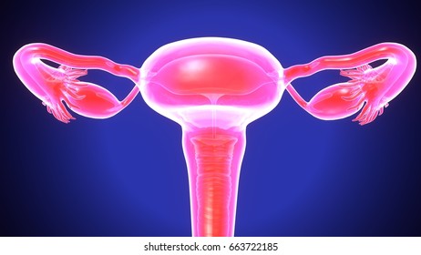 3d Illustration Female Reproductive System Stock Illustration 663722185 ...