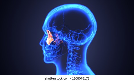 3d Render Human Body Brain Hypothalamus Stock Illustration 1931753249 