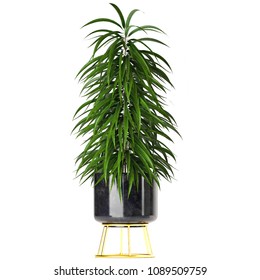 3d Illustration Ficus Alii In Pot