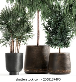 3d Illustration Ficus Alii In Pot