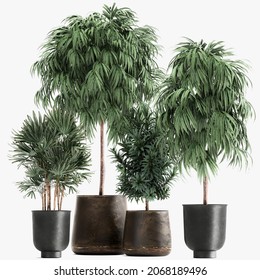 3d Illustration Ficus Alii In Pot