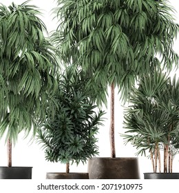 3d Illustration Ficus Alii In Pot