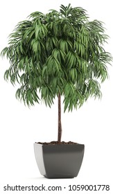 3D Illustration Of Ficus Alii In Pots