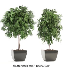 3D Illustration Of Ficus Alii In Pots