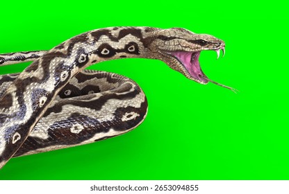 3d Illustration of Fierce rock python hissing with fangs exposed on vivid green screen background.