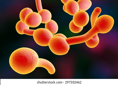 1,358 Candida albican Images, Stock Photos & Vectors | Shutterstock