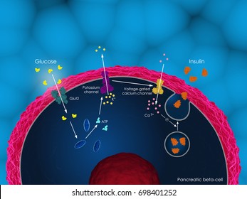 3d Illustration Of Glucose-induced Insulin Secretion