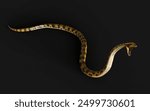 3d Illustration Golden Anaconda, Boa Constrictor The World