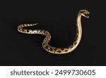 3d Illustration Golden Anaconda, Boa Constrictor The World