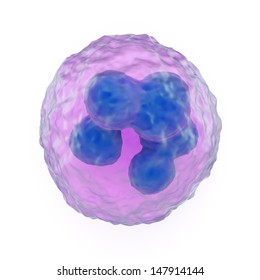 3d illustration of a granulocyte, which are phagocytic leucocytes or white blood cells having cytoplasmic granules, showing the lobed nucleus