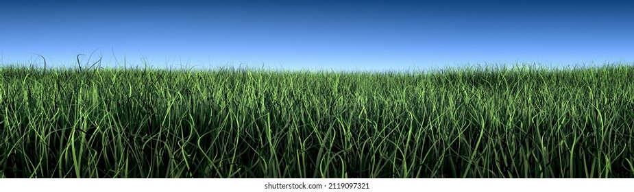 3D illustration of a Grass Field under the Blue Sky