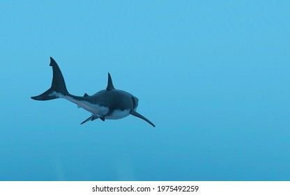 3d Illustration Of A Great White Shark Swimming Slowly Through Blue Ocean Water Moving Large Tail Fin.