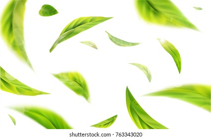  3d illustration with green tea leaves in motion on a white background. Element for design, advertising, packaging of tea products