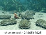 A 3D illustration of a group of the extinct Trilobite Paradoxides scavenging on a carcass 500 million years ago.