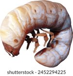 A 3D illustration Grub Insect Isolated on white Background. This common pest causes damage by creating dead patches on lawns and must be treated with pesticides.