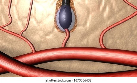 3d Illustration Of Hair Roots And Its Promotion Of Blood Circulation/Protect Hair From The Loss