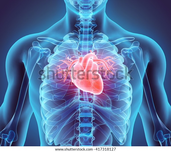 3D\
illustration of Heart - Part of Human\
Organic.
