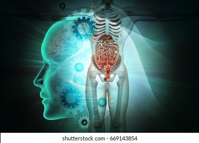 3d Illustration Of Human Anatomy