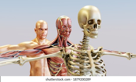 3d illustration of Human anatomy, muscles, organs, bones. Creative color palettes and designer details, unstructured showing parts, 3d render, 