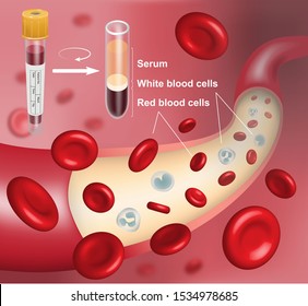 3D Illustration Of Human Blood Vessel With Flowing Red And White Blood Cells And The Composition Of Blood After Separation By Centrifuge