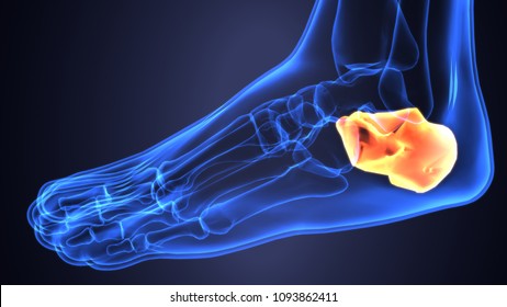 87,978 Human Body Joint Images, Stock Photos & Vectors | Shutterstock