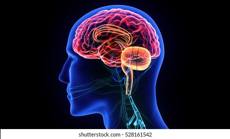 3d Illustration Human Body Brain